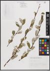 Foto von Salix cantabrica Rech. f.